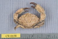 藏品(特異大權蟹)的圖片